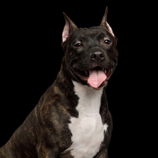 black happy American Staffordshire Terrier Dog,Mammal,Vertebrate,Dog breed,Canidae,American staffordshire terrier,Carnivore,American pit bull terrier,Bull and terrier,Snout,