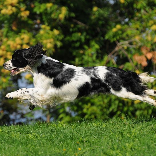 black springer spaniel jumping over a green meadow, black and white spotted spaniel with medium long coat, medium sized dog breed, hunting dog