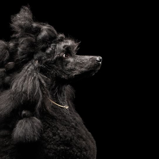 Dog,Canidae,Black,Dog breed,Poodle,Standard Poodle,Carnivore,Sporting Group,Snout,Toy Poodle,