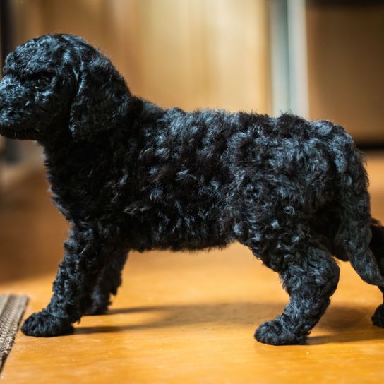 black Labradoodle puppy Dog,Vertebrate,Canidae,Mammal,Dog breed,Spanish water dog,Portuguese water dog,Toy Poodle,Barbet,Sporting Group,