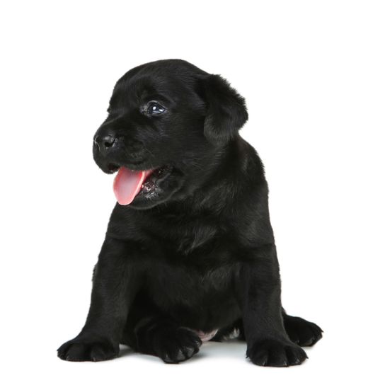 black Labrador puppy Mammal,Dog,Vertebrate,Dog breed,Canidae,Black,Puppy,Labrador retriever,Carnivore,Sporting Group,