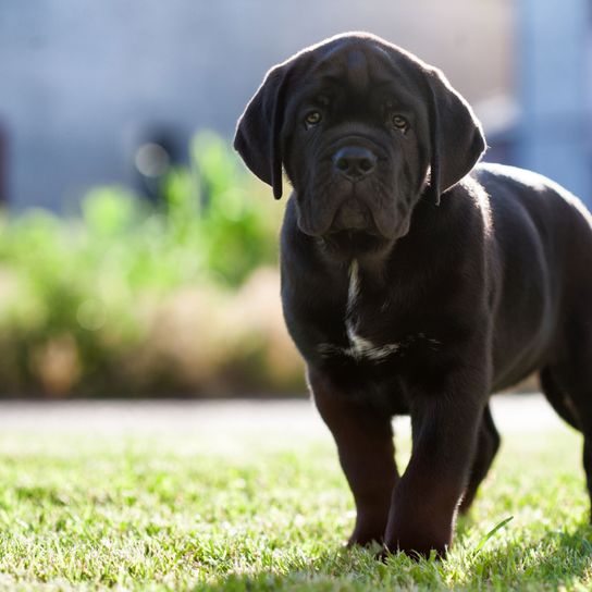 black massive Cane Corso puppy Dog,Mammal,Vertebrate,Dog breed,Canidae,Carnivore,Sporting Group,Cane corso,Snout,Korean mastiff,