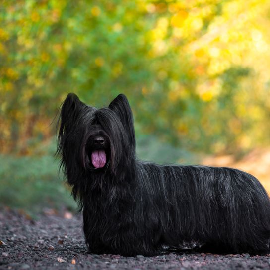 Skye Terrier breed description, black dog breed, small dog, one man dog, dog for beginners, family dog, Scottish dog breed, breed from Scotland with funny ears, dog with bat ears and fur on the ears