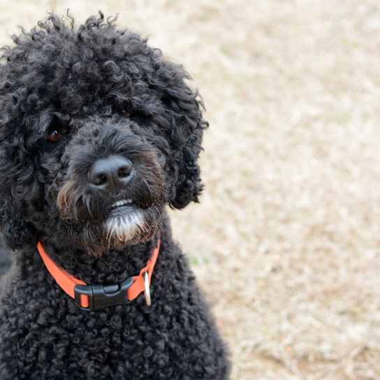 black water dog Portugal Portuguese water dog black