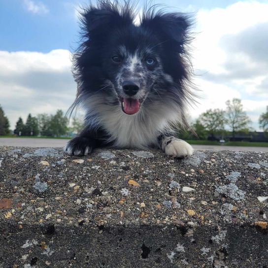 black white Sheltie Spitz mix Cloud, sky, dog, dog breed, carnivore, companion dog, road surface, asphalt, German Spitz small, muzzle,