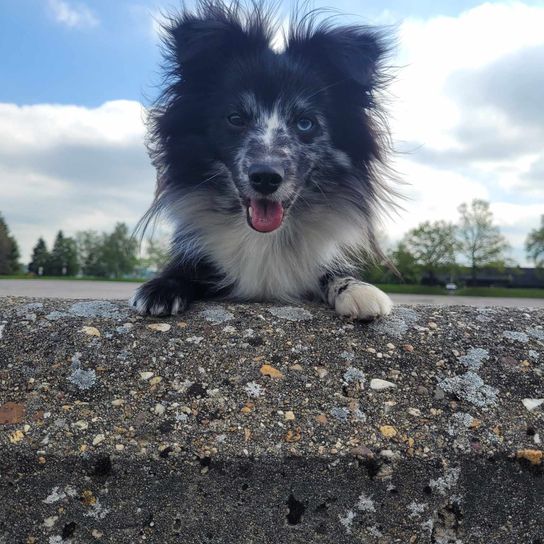 Cloud, sky, dog, dog breed, carnivore, companion dog, road surface, asphalt, German Spitz small, muzzle,