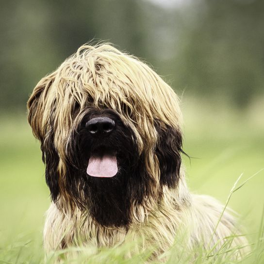 light brown briard with dark muzzle sticks out his tongue and lies on a green meadow