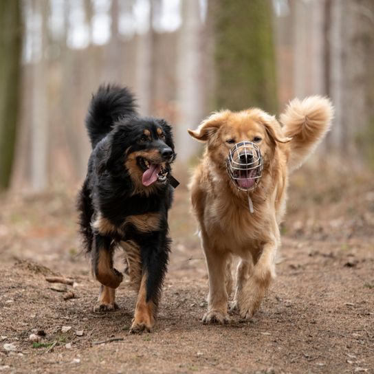 Dog,Mammal,Vertebrate,Dog breed,Canidae,Carnivore,Nova scotia duck tolling retriever,Sporting Group,Hovawart,Basque shepherd dog,