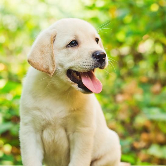 blond Labrador puppy Dog,Mammal,Vertebrate,Dog breed,Canidae,Labrador retriever,Retriever,Puppy,Carnivore,Sporting Group,