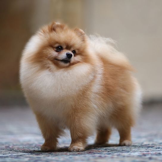 blond Pomeranian Dog,Mammal,Vertebrate,Canidae,German spitz klein,Spitz,German spitz,Pomeranian,Dog breed,Volpino italiano,
