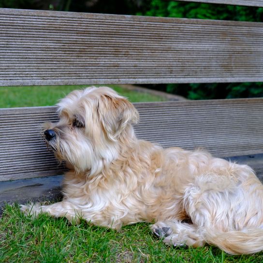 blond little lion Dog,Mammal,Vertebrate,Dog breed,Canidae,Carnivore,Terrier,Sporting lucas terrier,Glen of imaal terrier,Dutch smoushond,