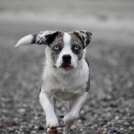 Blue French Bull Aussie from Top Dog Germany 2023 Blue French Bull Aussie from Top Dog Germany 2023