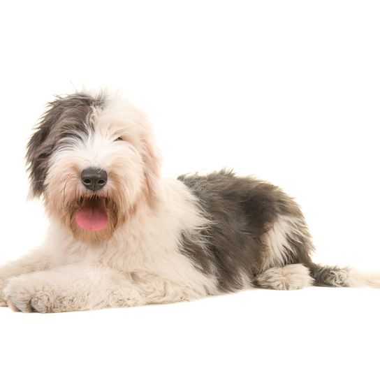 grey white bobtail puppy looks similar to briard