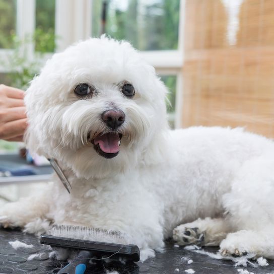 Bolognese dog, dog from Italy, small white dog breed, dog similar to Maltese, dog similar to Havanese, dog with curls, family dog, dog in autumn, small dog with many curls, dog at the hairdresser, shearing at the dog