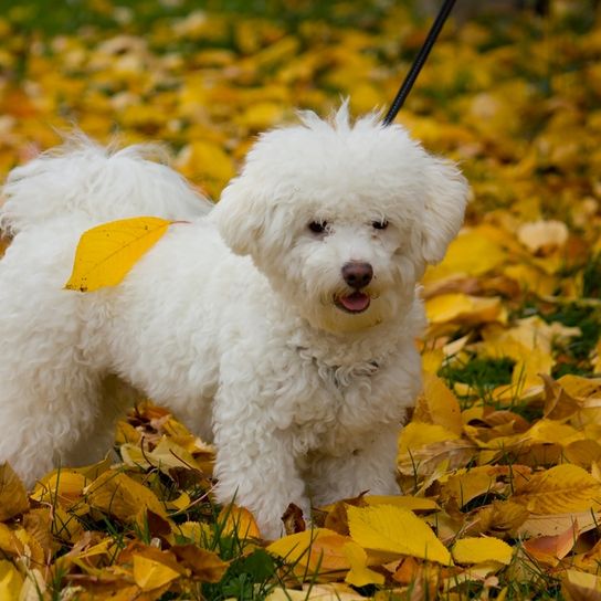 Bolognese dog, dog from Italy, small white dog breed, dog similar to Maltese, dog similar to Havanese, dog with curls, family dog, dog in autumn, small dog with many curls