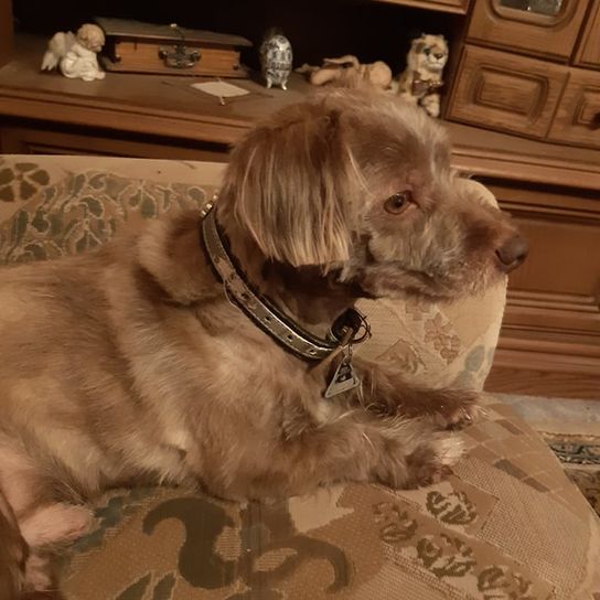 Bolonka Russell © Heike Bruckner Hund,Leber,Fleischfresser,Hunderasse,Kitz,Bilderrahmen,Holz,Begleithund,Arbeitstier,Spielzeughund,