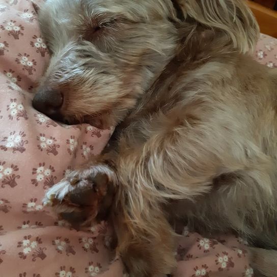 Bolonka Russell © Heike Bruckner Hund,Hunderasse,Leber,Fleischfresser,Begleithund,Kitz,Arbeitstier,Schnauze,Spielzeughund,Sportliche Gruppe,
