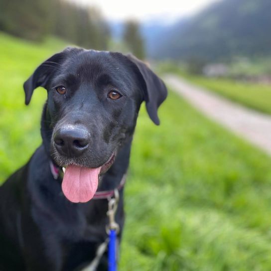 Borador black on meadow black border collie labrador mix, borador, labi mix, mixed breed dog with labrador and collie, borderlab, lab collie, collidor, labrador collie, lab collie, collie-lab mix, mixed breed male dog