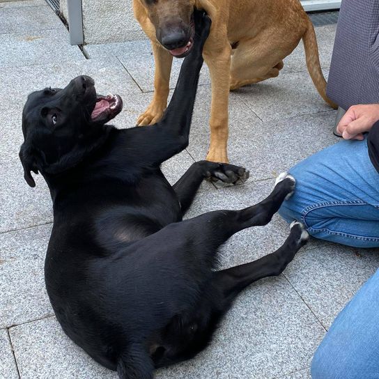 Borador black plays black border collie labrador mix, borador, labi mix, mixed breed dog with labrador and collie, borderlab, lab collie, collidor, labrador collie, lab collie, collie-lab mix, mixed breed male dog
