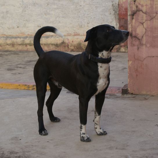 Borador full grown Border Collie Labrador Retriever mix breed description, mixed breed, mixed breed dog, mix dog, hybrid mix, border lab mix, labrador mix, black mixed breed, infographic, information for anyone who has a mixed breed collie and labrador. Lab mix, Labrador mix, black and white mix, mixed breed dog