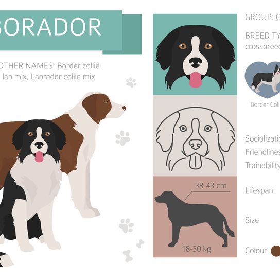 Borador Information Graphic Border Collie Labrador Retriever mix, mixed breed, mixed breed dog, mix dog, hybrid mix, border lab mix, labrador mix, black mixed breed, infographic, information for anyone who has a mixed breed collie and labrador. Lab mix, Labrador mongrel
