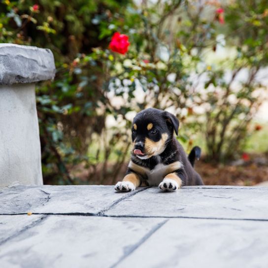 Border Collie Labrador Retriever mix, mixed breed, mixed breed dog, mix dog, hybrid mix, border rennet mix, labrador mix, black mixed breed, border collie and labrador puppy, black and tan dog, puppy dog