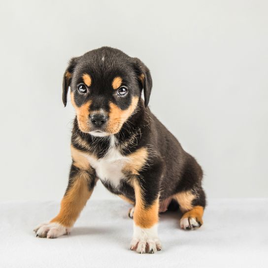 Border Collie Labrador Retriever mix, mixed breed, mixed breed dog, mix dog, hybrid mix, Border Lab mix, Labrador mix, puppy, Border Collie puppy mix, mix puppy