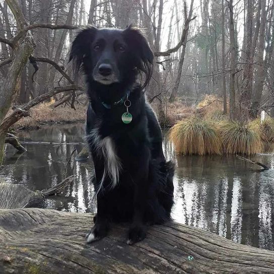 Water, dog, plant, tree, dog breed, carnivore, wood, lake, hunting dog, snout,