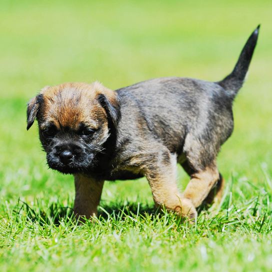 Border collie puppy on meadow Dog,Mammal,Vertebrate,Dog breed,Canidae,Puppy,Carnivore,Border terrier,Companion dog,Snout,