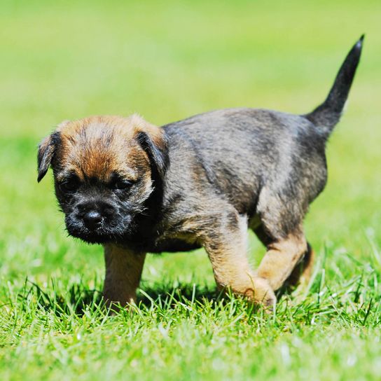 Dog,Mammal,Vertebrate,Dog breed,Canidae,Puppy,Carnivore,Border terrier,Companion dog,Snout,