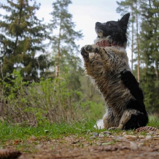 Borderhund © Sarah Englert Hund, Pflanze, Hunderasse, Himmel, Wolke, Fleischfresser, Baum, Grizzlybär, Braunbär, Rehkitz,