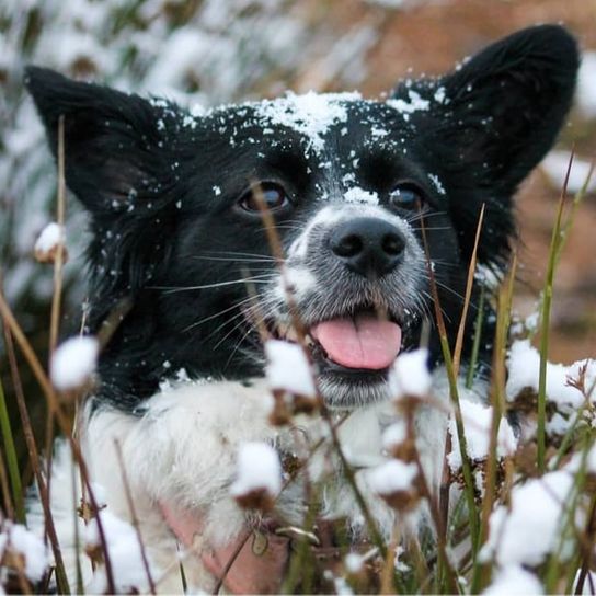 Borderhund © Sarah Englert Hund,Pflanze,Hunderasse,Fleischfresser,Schnurrhaare,Schnee,Kitz,Gras,Zweig,Schnauze,