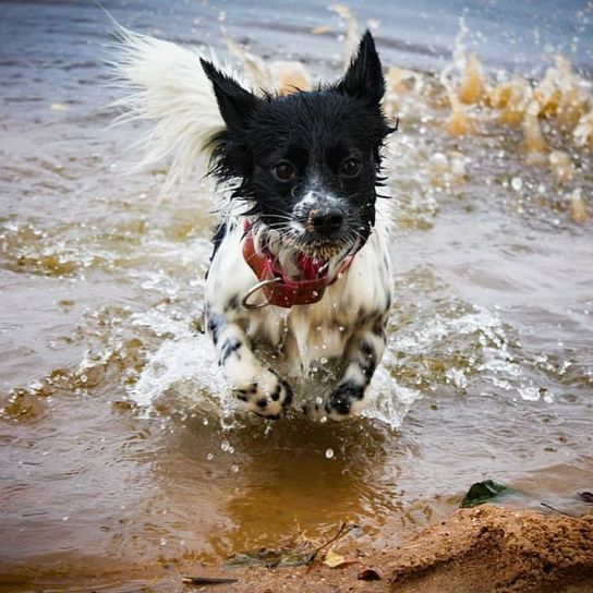 Borderhund © Sarah Englert Wasser,Hund,Fleischfresser,Hunderasse,Begleithund,Strand,Schnauze,Windwelle,Sportliche Gruppe,Hundeversorgung,