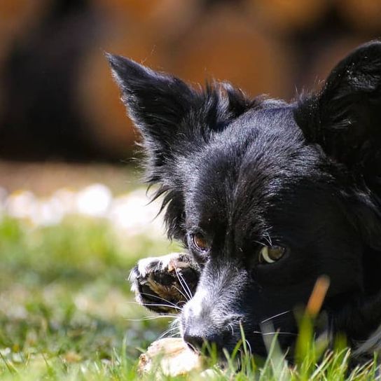 Borderhund © Sarah Englert Hund,Hunderasse,Fleischfresser,Pflanze,Gras,Begleithund,Schnurrhaare,Schnauze,Hütehund,Sportliche Gruppe,