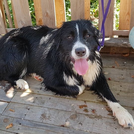 Hund,Fleischfresser,Hunderasse,Begleithund,Hütehund,Border Collie,Autoreifen,Arbeitstier,Schnurrhaare,Terrestrisches Tier,