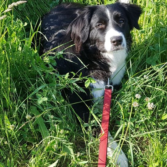 Bordernese © Elisabeth Heiss Hund,Pflanze,Fleischfresser,Hunderasse,Gras,Begleithund,Hütehund,Bodendecker,Border Collie,Jagdhund,