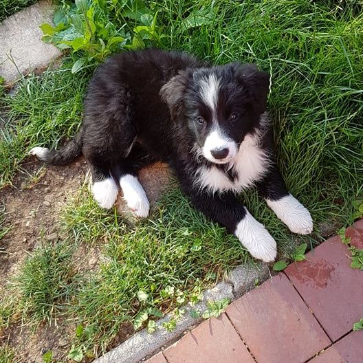 Bernese mountain dog collie mix on sale