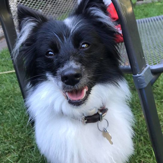 Borderspitz © Tanja Altmann Hund,Pflanze,Fleischfresser,Halsband,Hunderasse,Begleithund,Schnurrhaare,Hundehalsband,Spielzeughund,Hundezubehör,