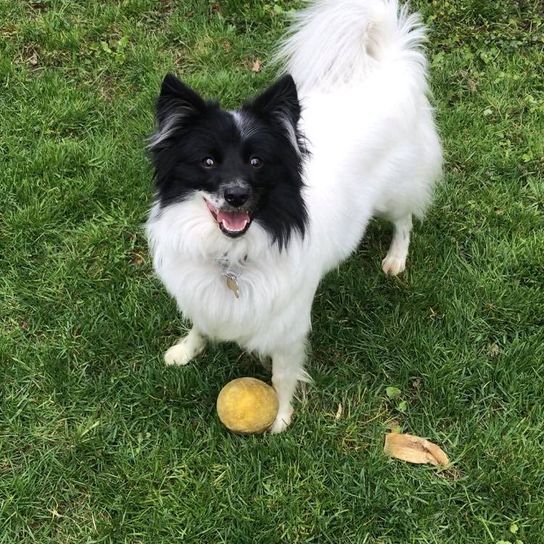 Borderspitz © Tanja Altmann Hund,Fleischfresser,Hunderasse,Begleithund,Pflanze,Gras,Schnauze,Schwanz,Spielzeughund,Hundezubehör,