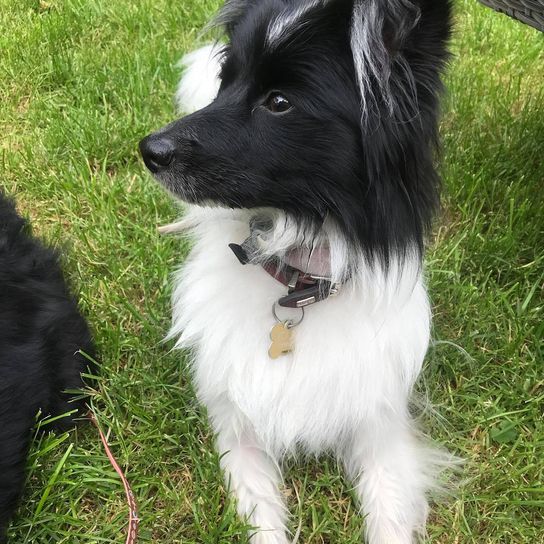Borderspitz © Tanja Altmann Hund,Hunderasse,Fleischfresser,Halsband,Pflanze,Begleithund,Gras,Schnurrhaare,Hütehund,Hundehalsband,
