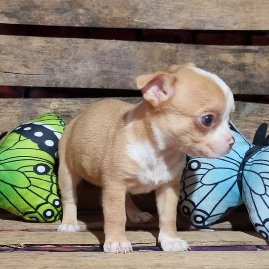 Dog, butterfly, pollinator, arthropod, insect, carnivore, dog accessories, chihuahua, fawn, collar,