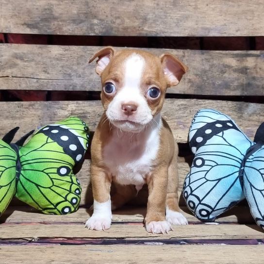 Brown, dog, pollinator, dog breed, butterfly, arthropod, insect, carnivore, liver, companion dog,