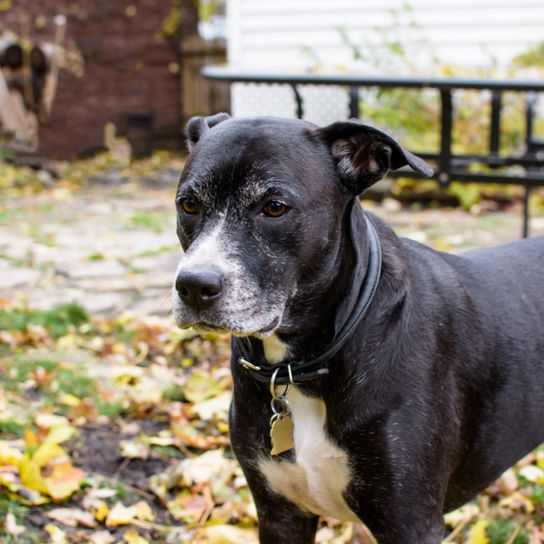 Boxador is a hybrid mix of boxer and labrador, labrador mix, black mix adult with white chest