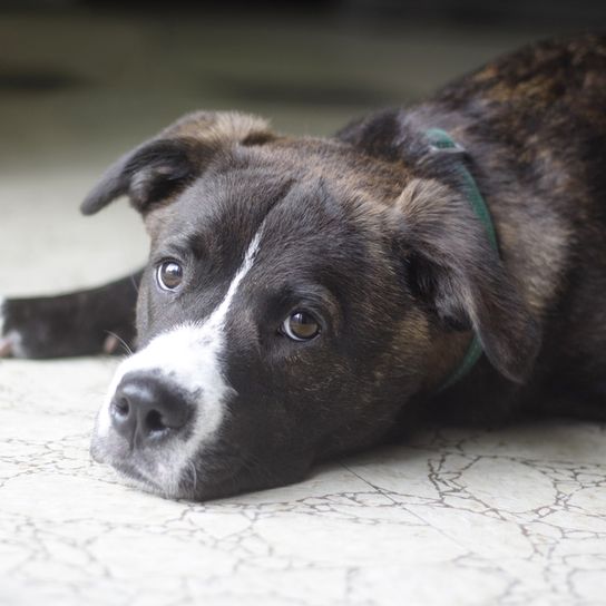 Boxador sleeps on floor Boxador is a designer dog mix of Labrador and Boxer dog and very family friendly, Good beginner dog breed, mixed breed, brown black big dog mix, hybrid dog