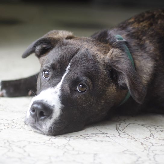 Boxador is a designer dog mix of Labrador and Boxer dog and very family friendly, Good beginner dog breed, mixed breed, brown black big dog mix, hybrid dog