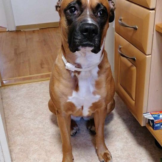 Dog,carnivore,cabinet,fawn,boxer,dog breed,working animal,door,companion dog,muzzle,