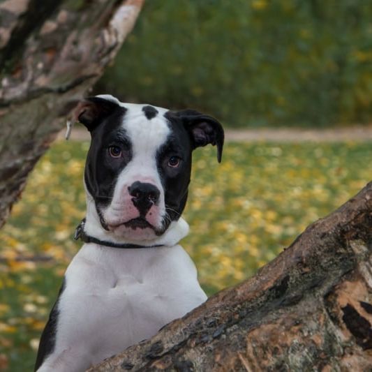 Boxer Bully © Monique Cords Hund,Pflanze,Fleischfresser,Halsband,Hunderasse,Fawn,Begleithund,Hundehalsband,Arbeitstier,Gras,