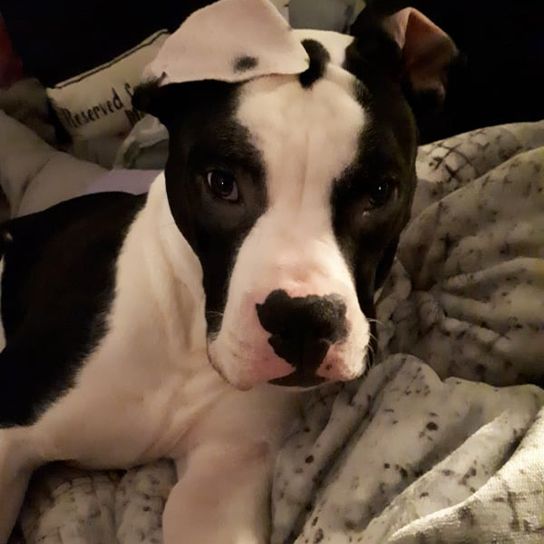 Boxer Bully © Monique Cords Hund,Hunderasse,Arbeitstier,Fleischfresser,Halsband,Fawn,Begleithund,Schnauze,Schnurrhaare,Komfort,