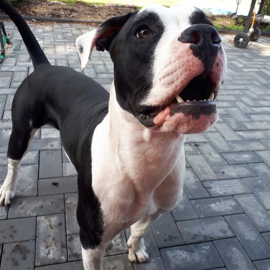 Boxer Bully © Monique Cords Hund,Pflanze,Halsband,Fleischfresser,Hunderasse,Rad,Arbeitstier,Kitz,Hundehalsband,Begleithund,