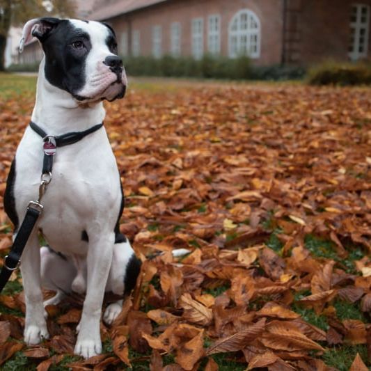 Boxer Bully © Monique Cords Hund,Pflanze,Hunderasse,Fleischfresser,Halsband,Gebäude,Arbeitstier,Rehkitz,Begleithund,Baum,